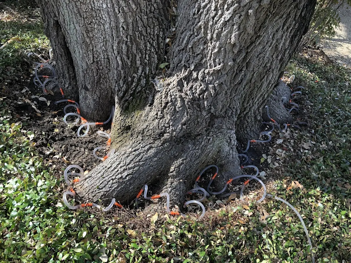 Detailed Tree Cabling and Bracing job site in Powhatan