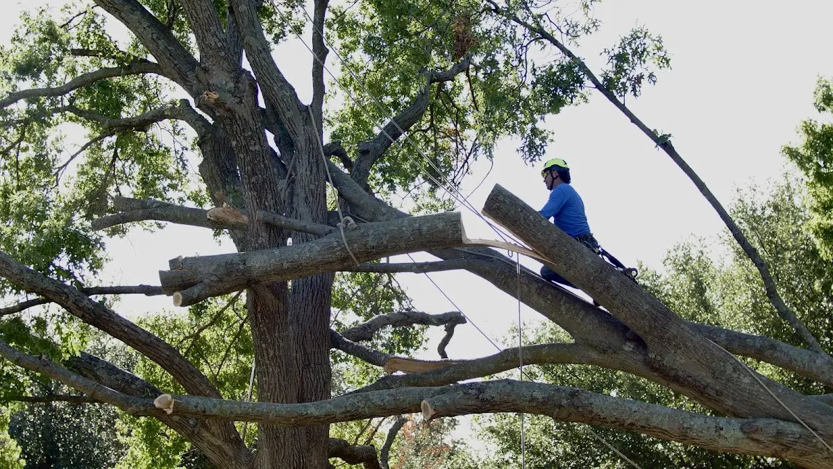 Professional Crown Thinning performed by certified arborists in Powhatan